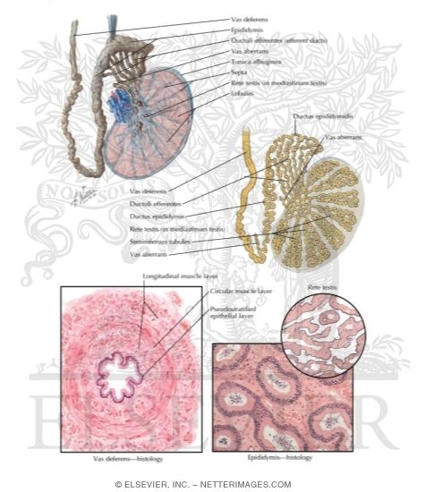 Testis, Epididymis and Vas Deferens