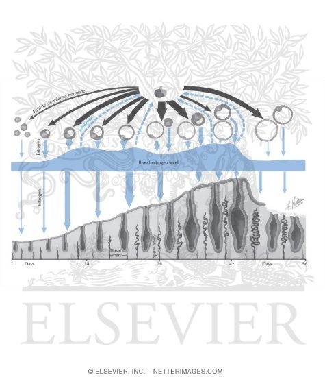 Watermarked preview of labeled image: Estrogen Secretion During Cycle
