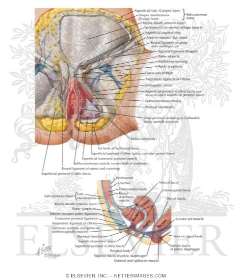 Watermarked preview of labeled image: Perineum (Superficial Dissection)
Pudendal, Pubic and Inguinal Regions