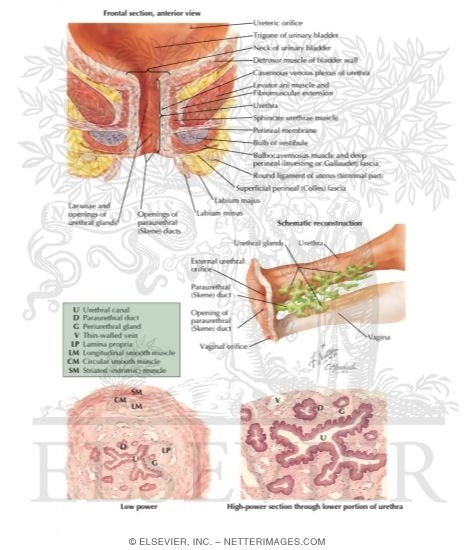 Female Urethra