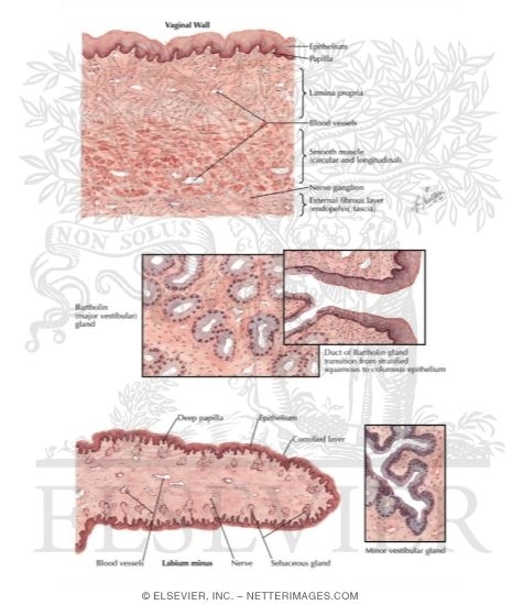 Vulva and Vagina - Histology