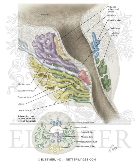 Watermarked preview of labeled image: Development of Prostate
