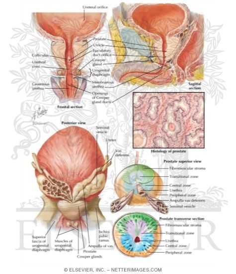 Prostate and Seminal Vesicles