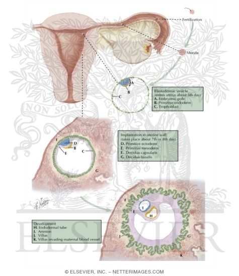 Watermarked preview of labeled image: Implementation and Early Development of Ovum
