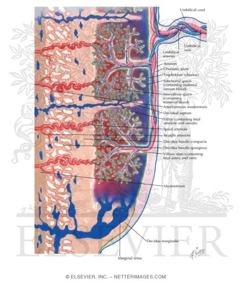 Circulation in Placenta