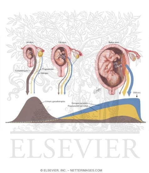 Watermarked preview of labeled image: Hormonal Fluctuations in Pregnancy