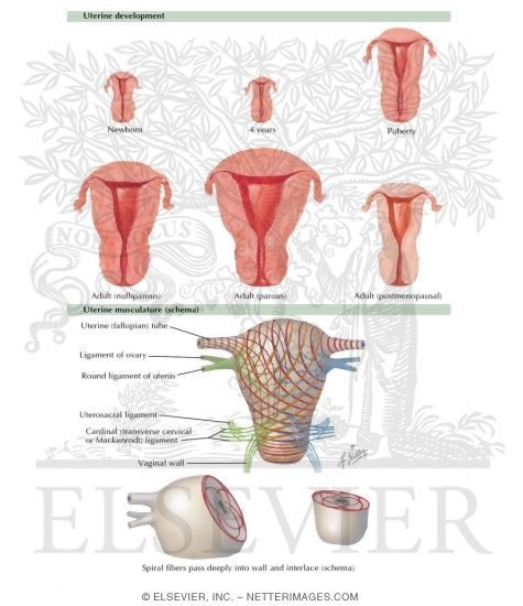 Development of the Uterus and Uterine Musculature