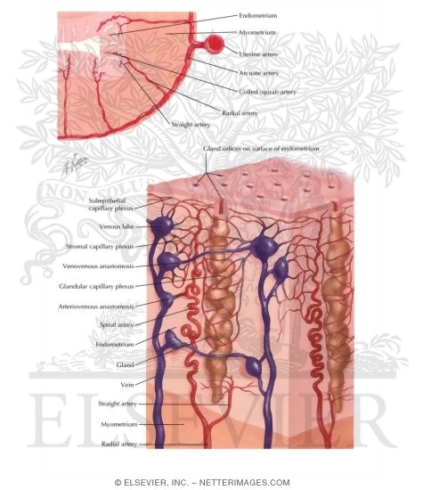 Watermarked preview of labeled image: Endometrial Blood Supply