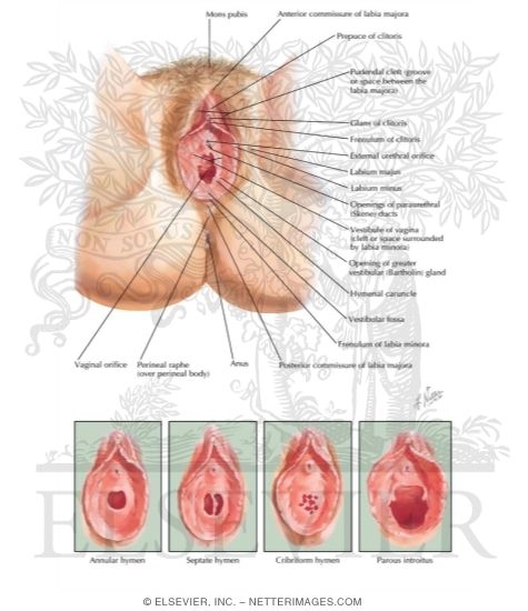 Watermarked preview of labeled image: External Genitalia
Perineum and External Genitalia (Pudendum or Vulva)