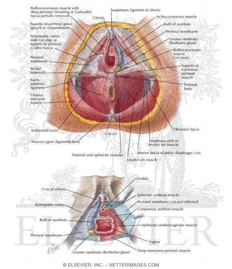 Perineum