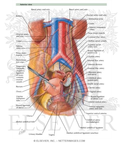 Arteries and Veins of Pelvic Organs: Female
Blood Supply of Pelvis I