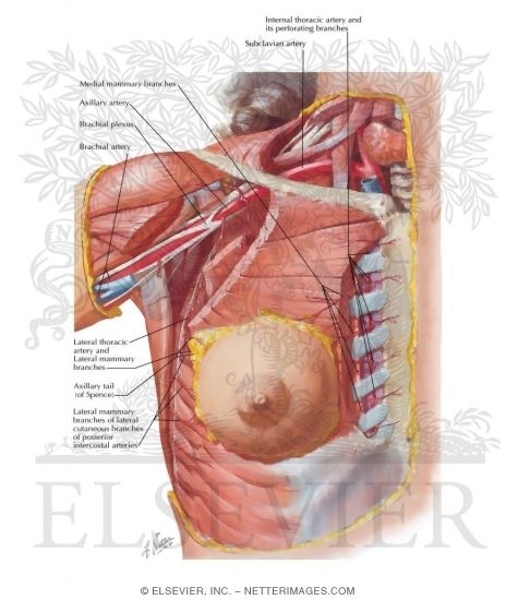 Arteries of Mammary Gland
