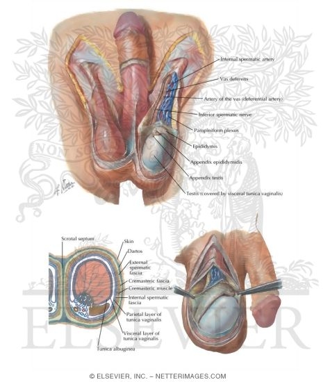 Covering Structures of the Testicles
Scrotum and Contents
Testis, Epididymis and Ductus Deferens