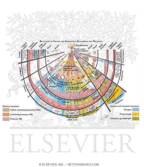 Watermarked preview of labeled image: The Menstrual Cycle and Pregnancy