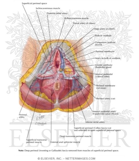 Blood Supply of Perineum and External Genitalia