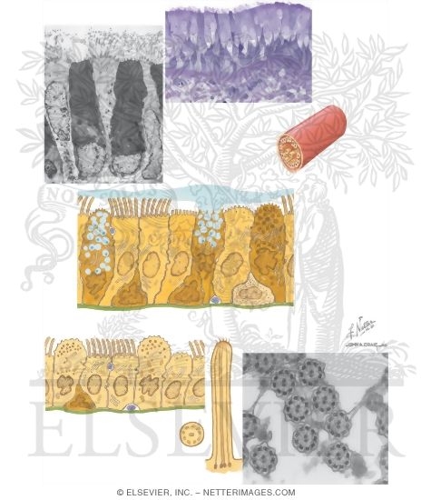 Watermarked preview of unlabeled image: Ultrastructure of the Tracheal, Bronchial, and Bronchiolar Epithelium