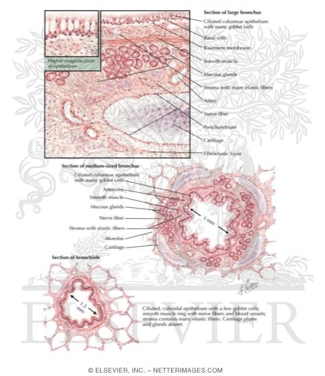 Section of Large Bronchus - Section of Medium-Sized Bronchus - Section of Bronchiole