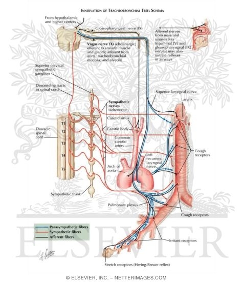 Watermarked preview of labeled image: Innervation of Tracheobronchial Tree: Schema