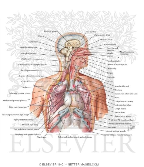 Watermarked preview of labeled image: The Respiratory System