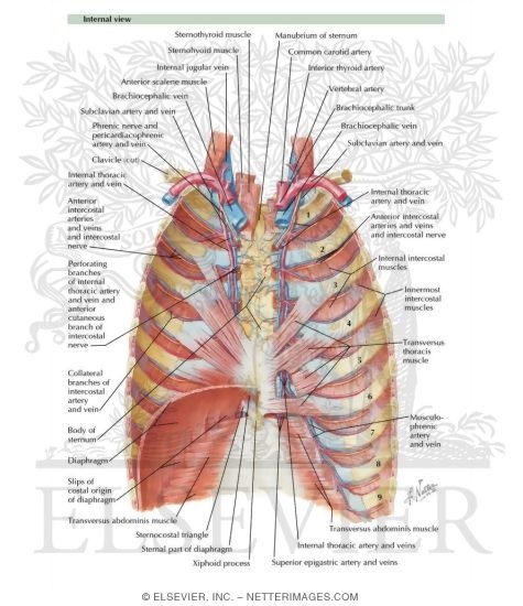 innermost intercostal muscle cadaver