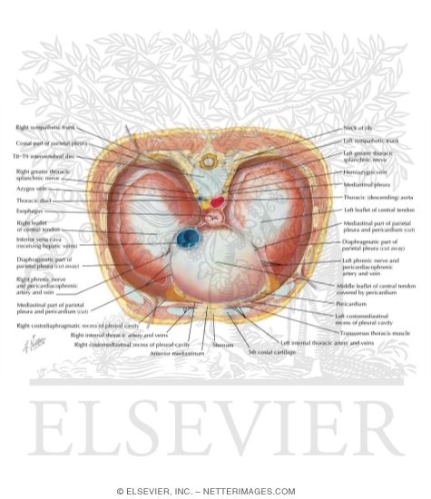 Diaphragm: Thoracic Surface