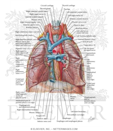 Great Vessels of Superior Mediastinum
Relations of Trachea and Main Bronchi