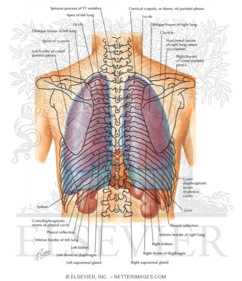 Topography of Lungs: Posterior View