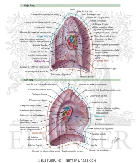 Watermarked preview of labeled image: Lungs: Medial Views 
Medial Surface of Lungs