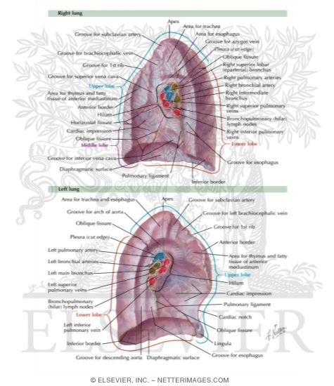 Lungs: Medial Views 
Medial Surface of Lungs
