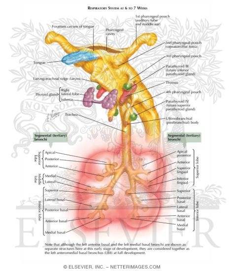 Watermarked preview of labeled image: Respiratory System at 6 to 7 Weeks