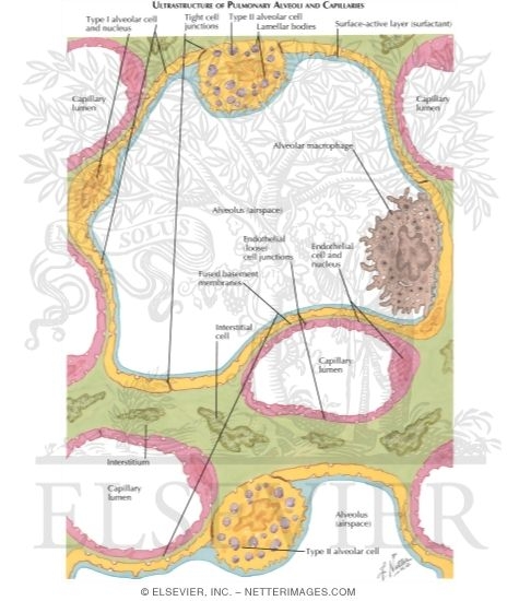 Ultrastructure of Pulmonary Alveoli and Capillaries