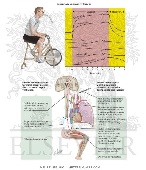 Watermarked preview of labeled image: Respiratory Response to Exercise