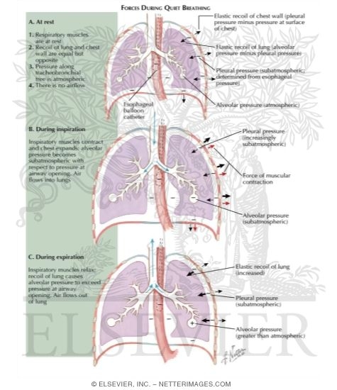 Forces During Quiet Breathing
