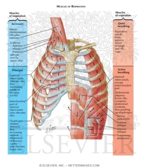 Muscles of Inspiration - Muscles of Expiration Muscles of ...