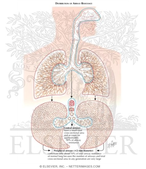 Watermarked preview of labeled image: Distribution of Airway Resistance