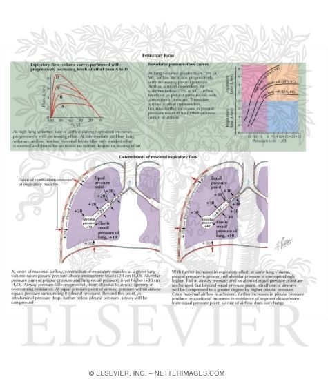 Watermarked preview of labeled image: Flow-Volume Relationships - Determinants of Maximal Expiratory Flow