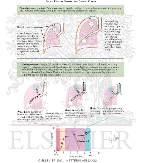 Pleural Pressure Gradient - Closing Volume