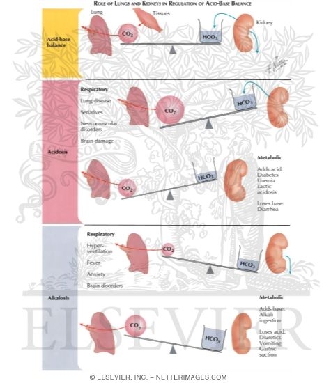 Watermarked preview of labeled image: Role of Lungs and Kidneys in Regulation of Acid-Base Balance