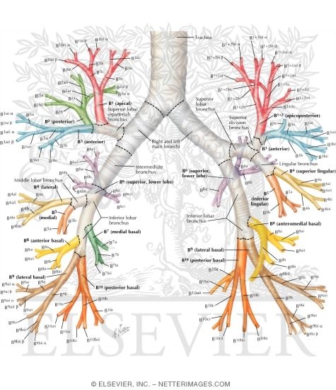 Watermarked preview of labeled image: Nomenclature of Bronchi: Schema
