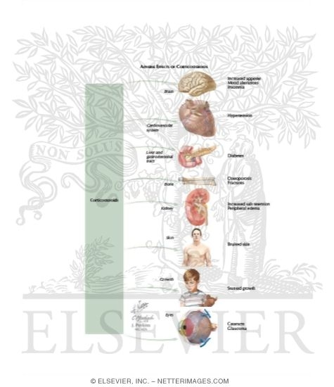 Watermarked preview of labeled image: Pulmonary Pharmacology