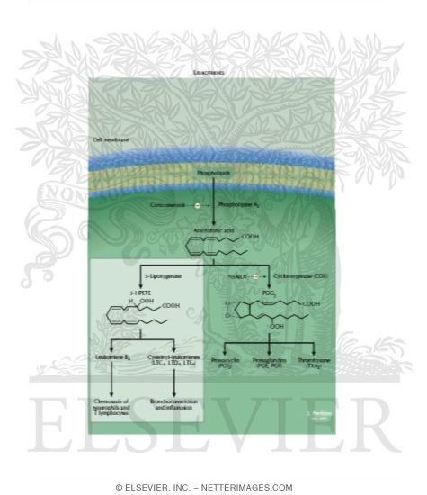 Watermarked preview of labeled image: Pulmonary Pharmacology