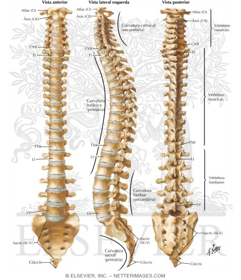 Vertebral Column