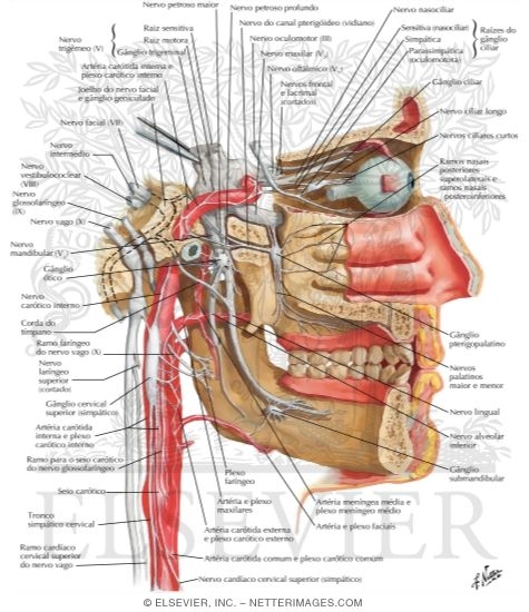 ganglio cervical medio