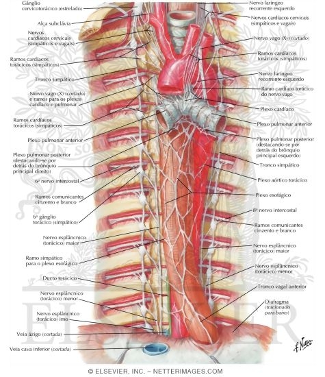 Atlas de Anatomia Humana