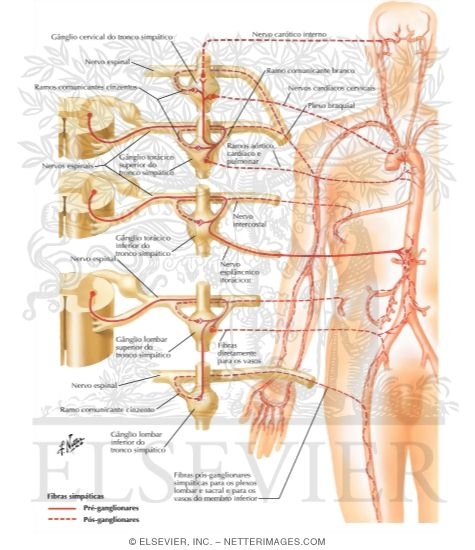 Watermarked preview of labeled image: Innervation of Blood Vessels: Schema
