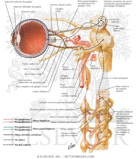 Ciliary Ganglion: Schema
Innervation of the Intrinsic Eye Muscles
Ciliary Ganglion: Schema