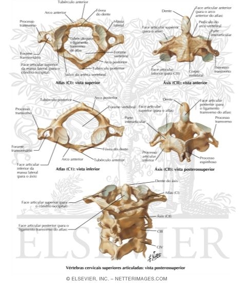 Cervical Vertebrae: Atlas and Axis
Spine: Osteology