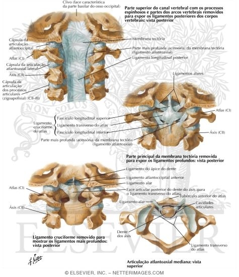 Internal Craniocervical Ligaments