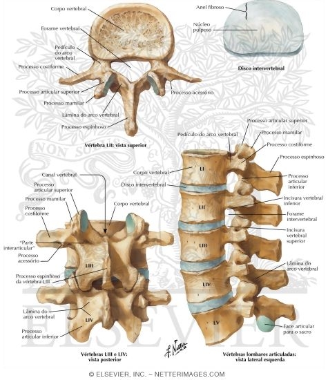 Watermarked preview of labeled image: Lumbar Vertebrae and Intervertebral Disc
Spine: Osteology