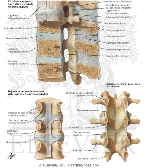 Vertebral Ligaments: Lumbar Region
Ligaments of the Spinal Column
